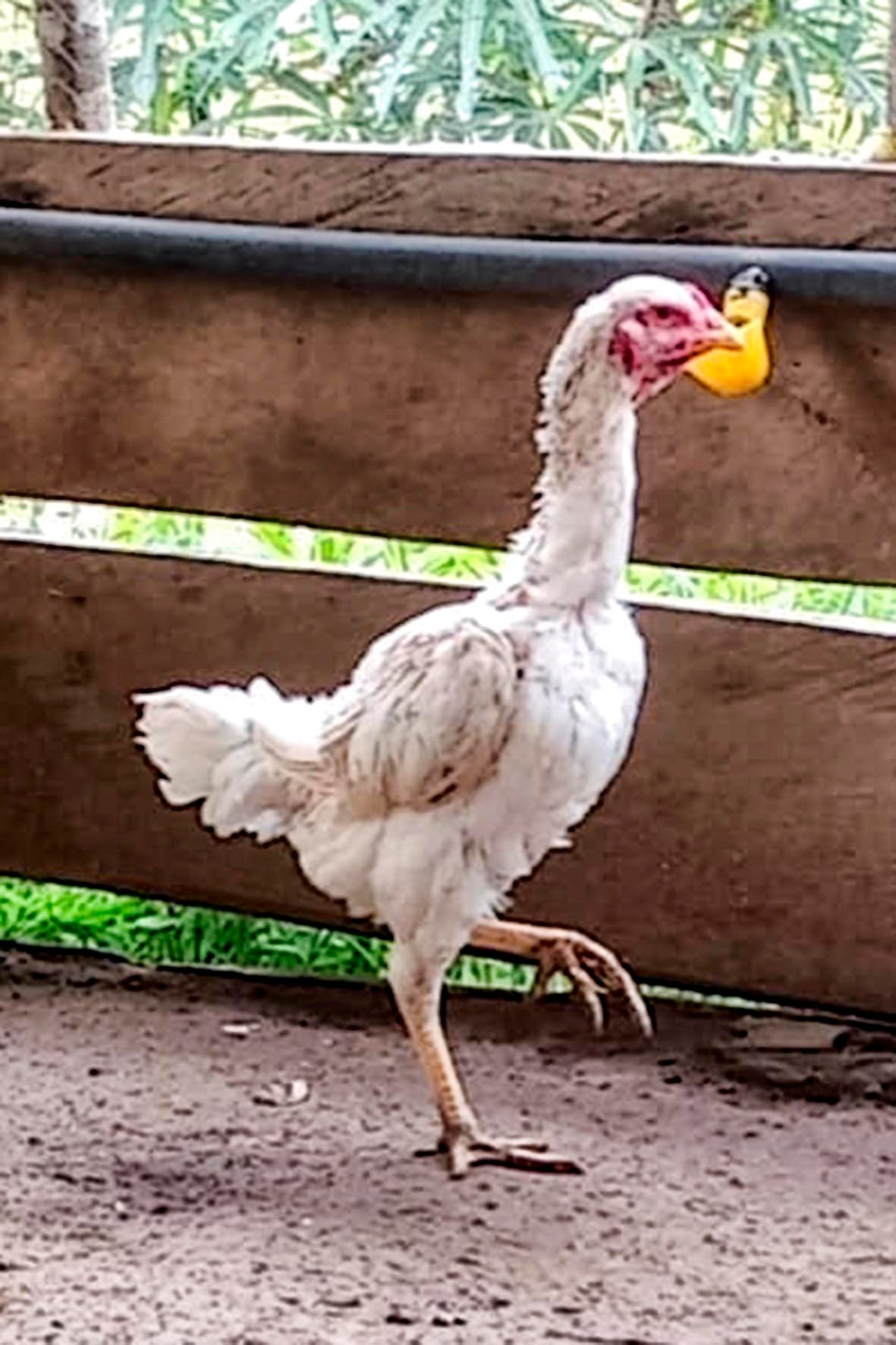 WhatsApp Image 2025-04-03 at 7.35.43 PM (2) copia.jpg